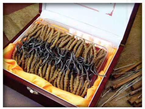 陈场镇冬虫夏草回收